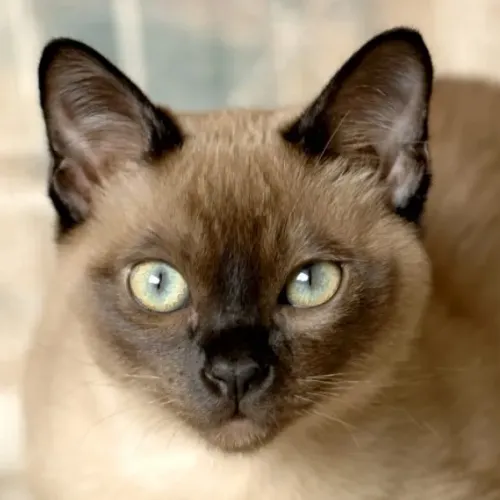 Tonkinese Cat