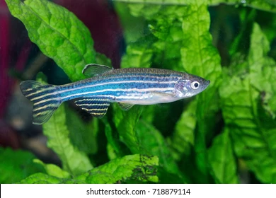 Zebrafish