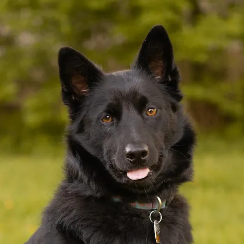 Schipperke