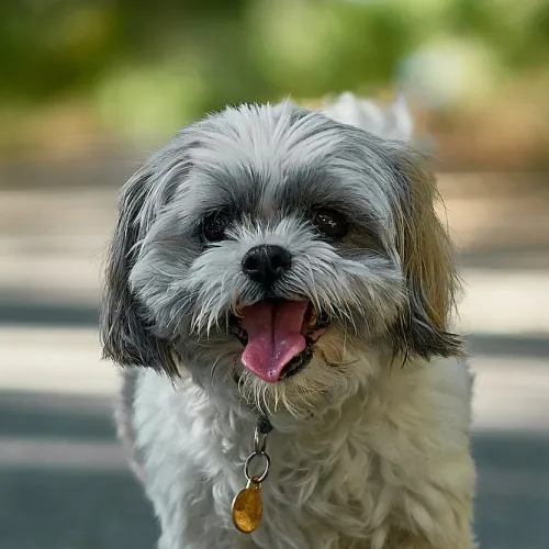 Shih - Tzu