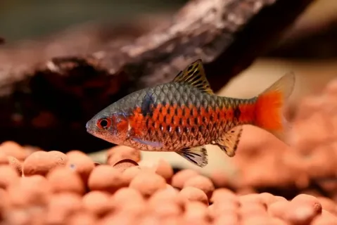 Odessa Barb