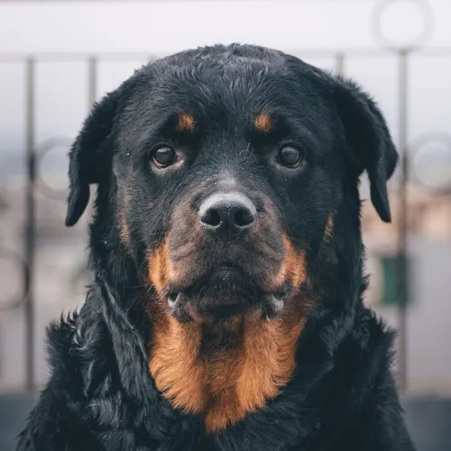 Rottweiler