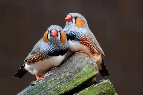 Zebra Finch