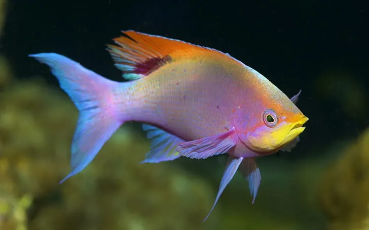 rainbowfish