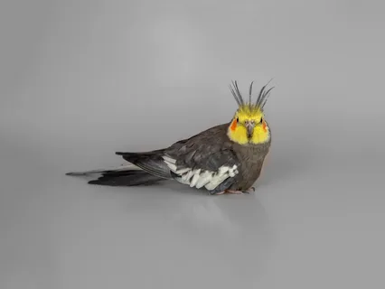 Cockatiel