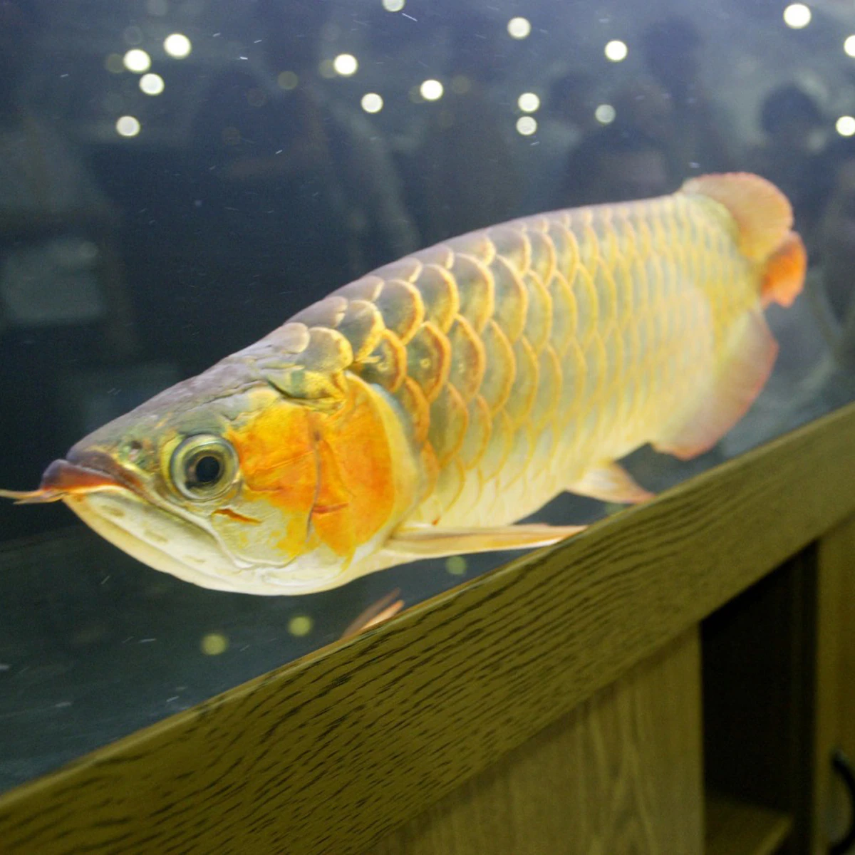 Platinum Arowana