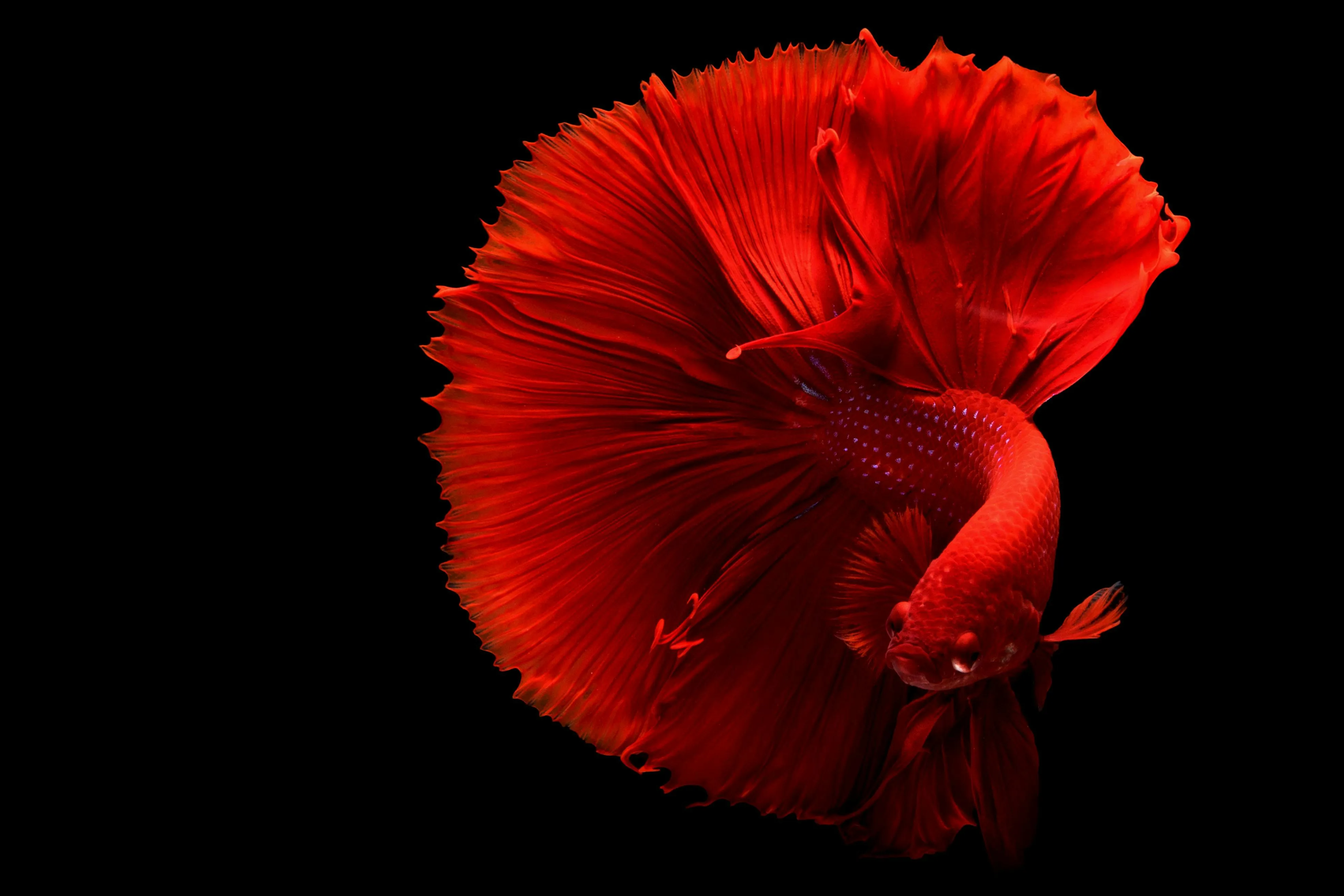 Siamese fighting fish