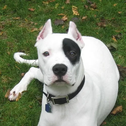 Dogo Argentino
