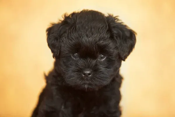 Black Affenpinscher puppy looking at camera with light background