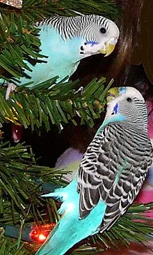 Budgerigar
