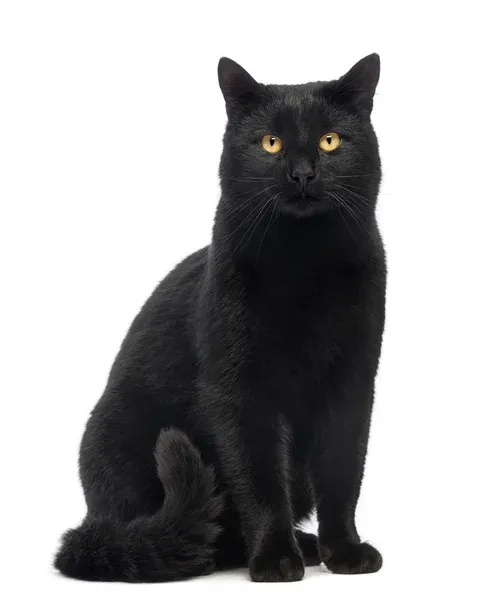 Bombay Cat