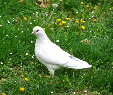 Dove