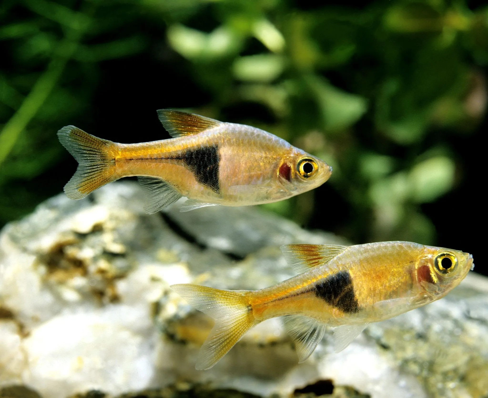 Rasbora