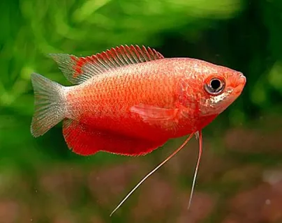 Honey Gourami
