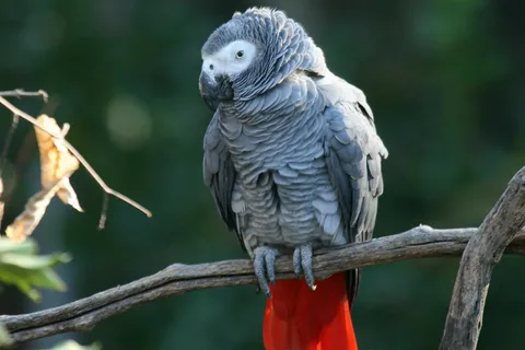 African Grey Parrot