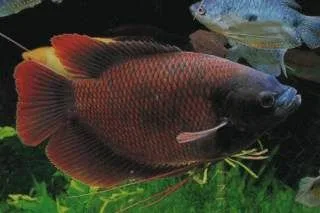 Giant Gourami