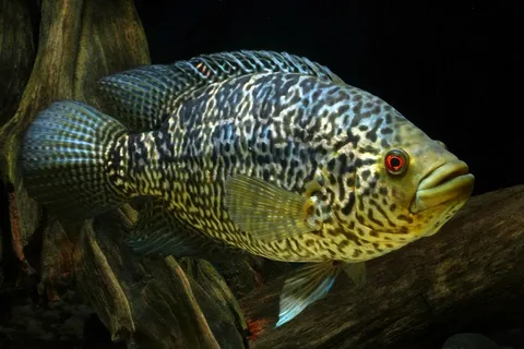 Jaguar Cichlid