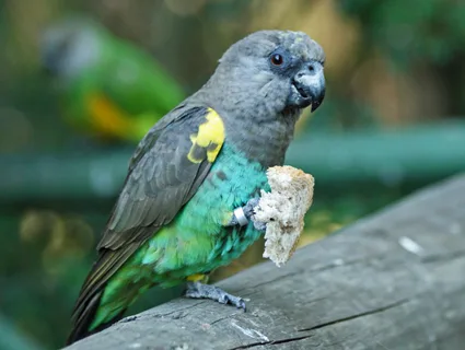 Meyer's Parrots