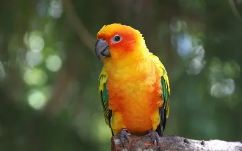 Conure