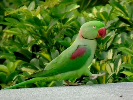 Alexandrine Parakeet