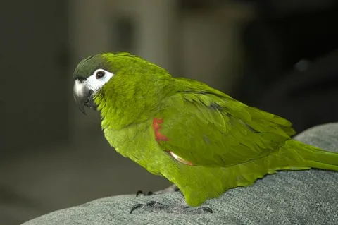 Hahn’s Macaw