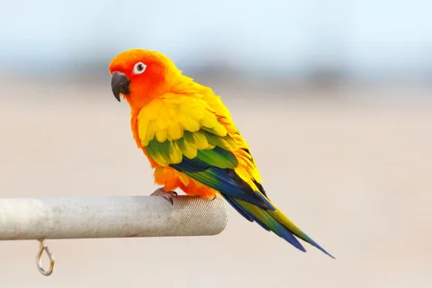 Senegal Parrot