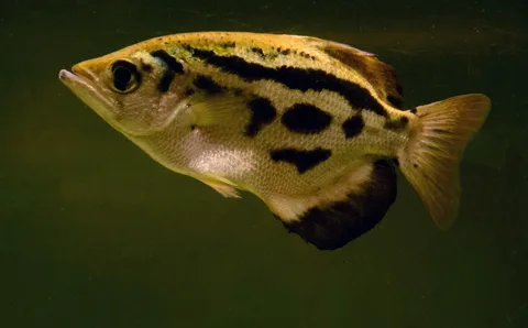 Archerfish