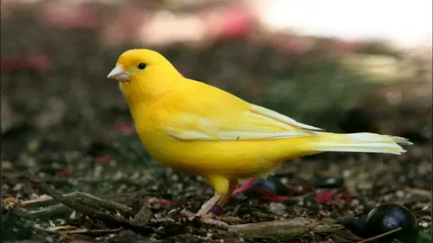 Canary