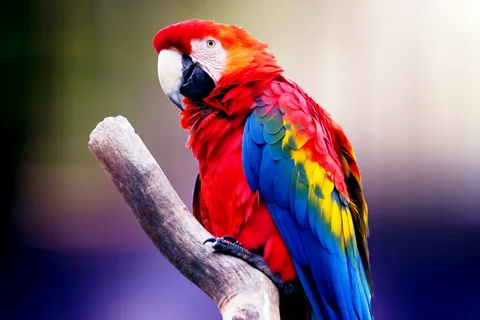 Blue and Gold Macaw