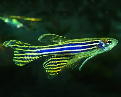 Zebra Danio