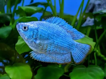 Dwarf Gourami