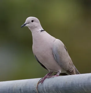 African Dove