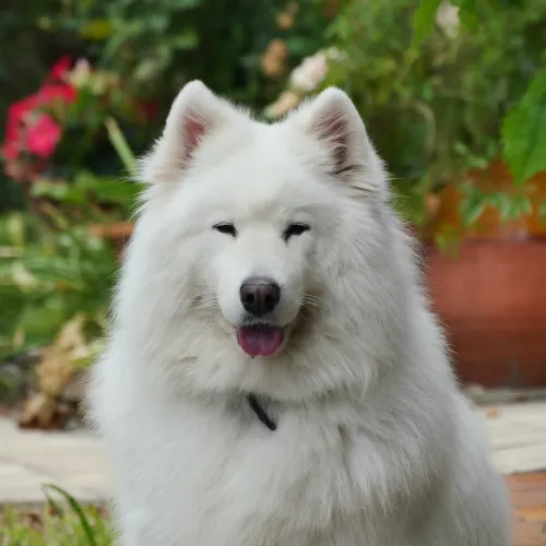 Samoyed