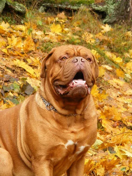 French Mastiff