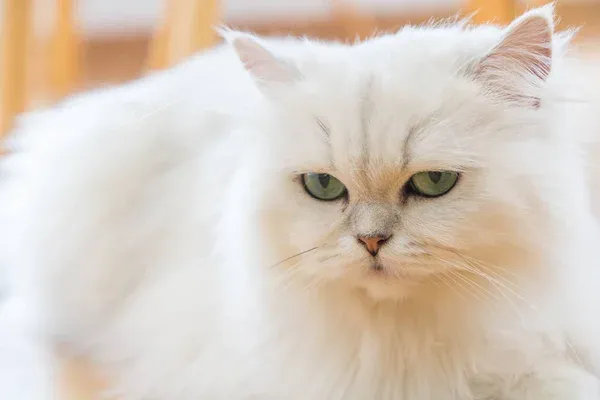 Persian Cat