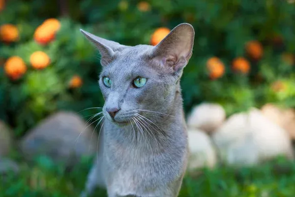 Oriental Shorthair