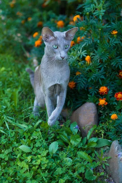 Oriental Shorthair
