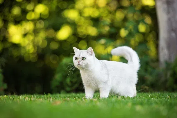 British Shorthair Cat