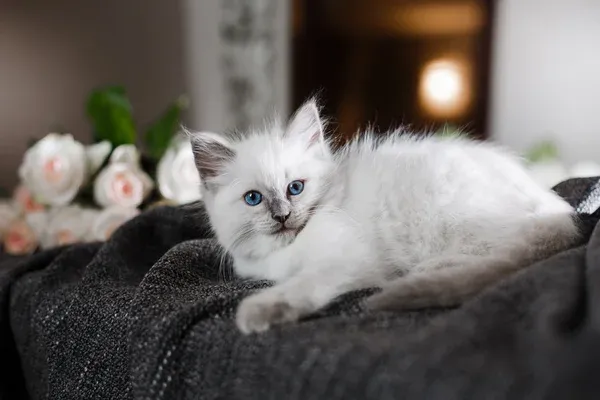 Ragdoll Cat