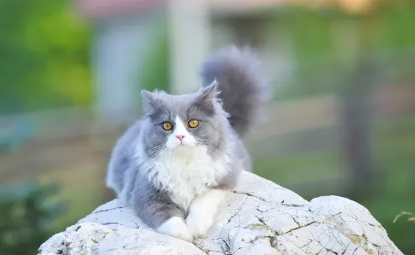 Ragdoll Cat