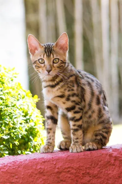 Bengal Cat