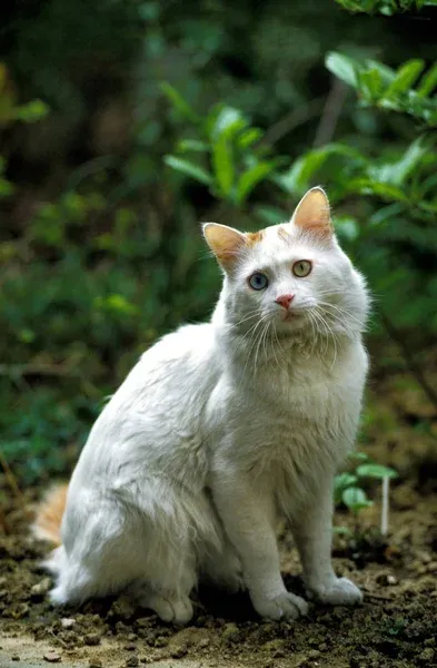 Turkish Van