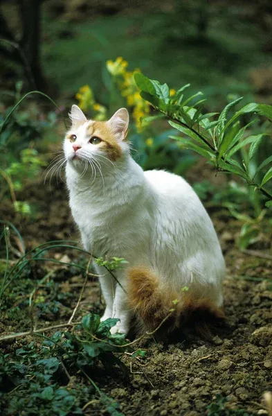 Turkish Van