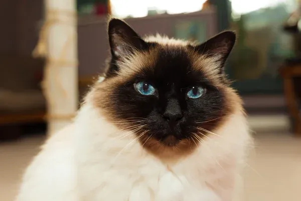 Birman Cat