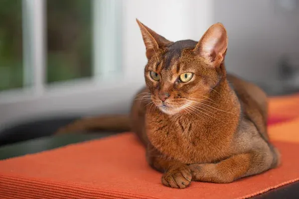 Abyssinian