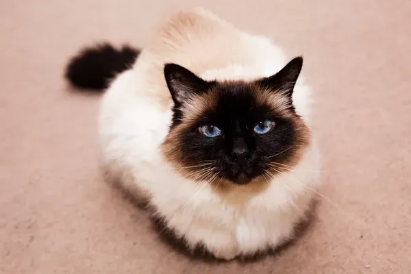 Birman Cat