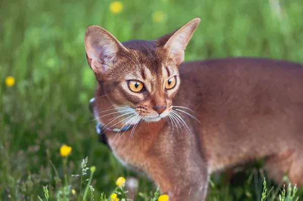 Abyssinian
