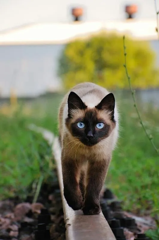 Tonkinese Cat