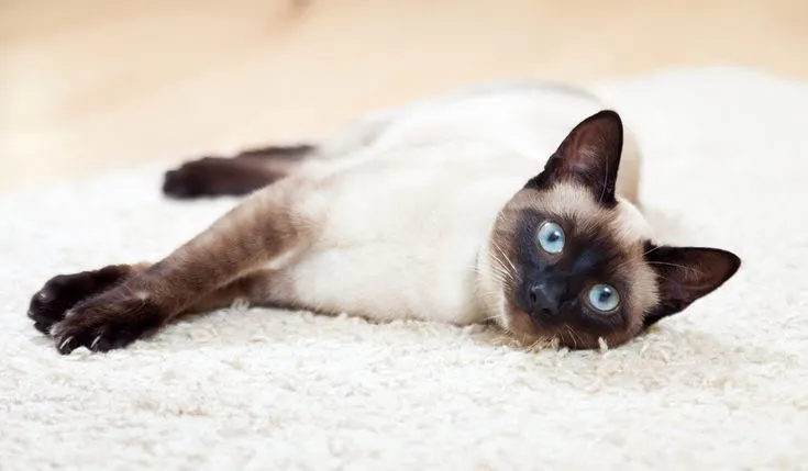 Tonkinese Cat