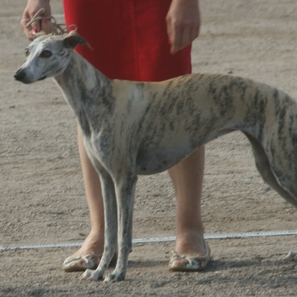 Whippet